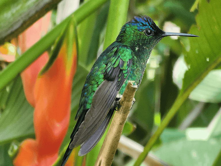 Bangalô Beija-Flor